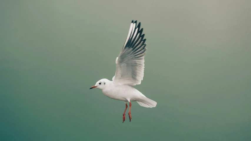 a white and black bird is flying in the sky