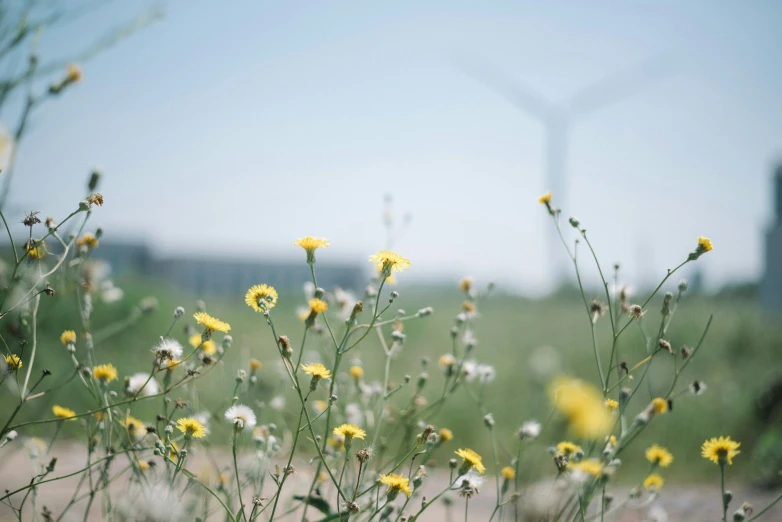 wildflowers in a large field with a windmill in the background