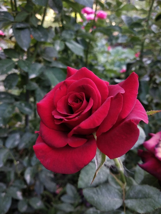 a close up of a rose with many leaves in the background