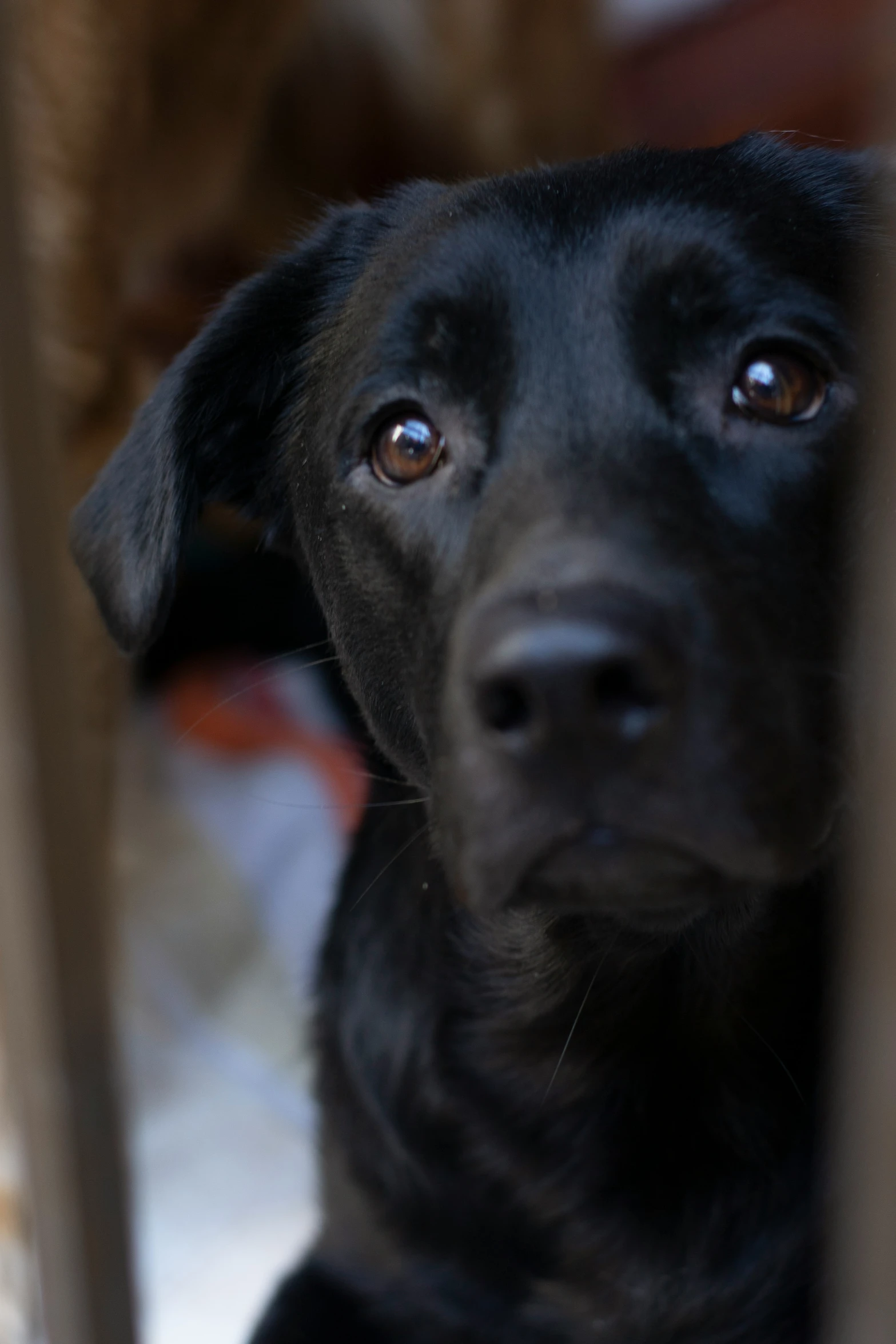 a close up of a dog looking behind a fence