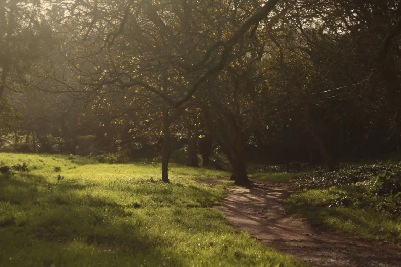 a small path in a grassy field surrounded by trees