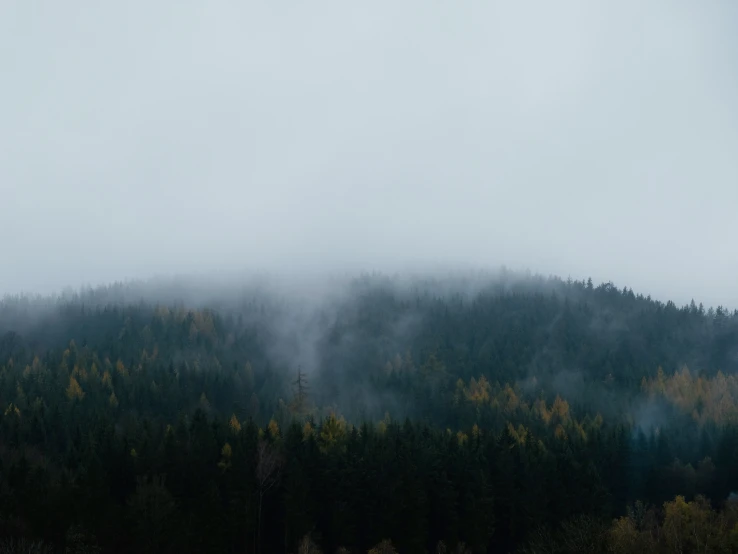 fog hangs in the distance between several trees