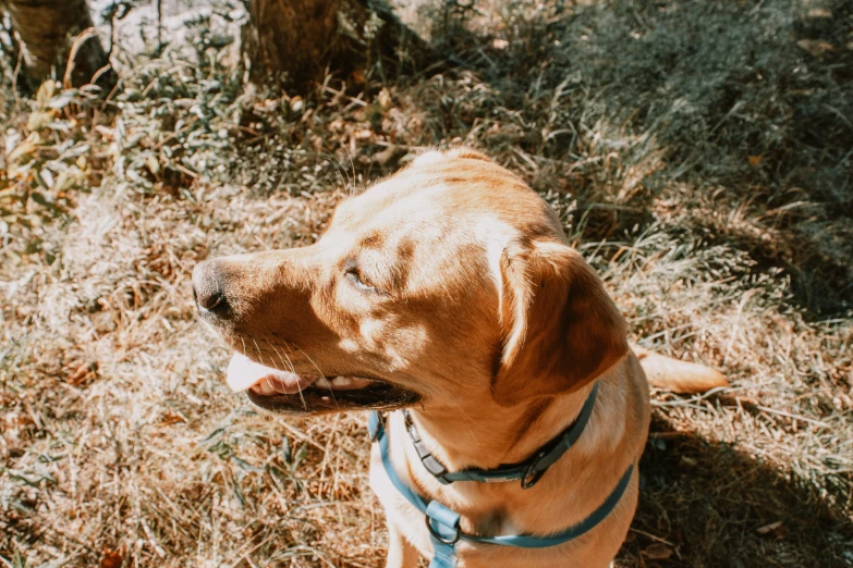 a small brown dog on a leash sitting in a field