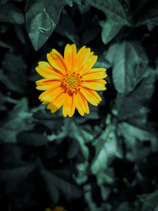 an image of yellow flower with a green background