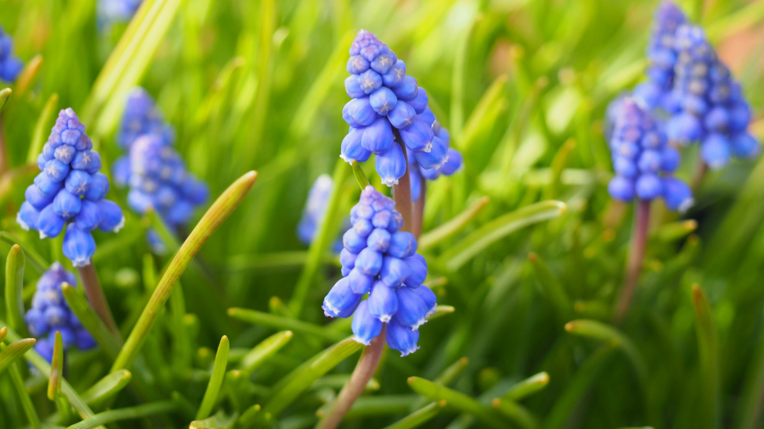 some very pretty blue flowers in the grass