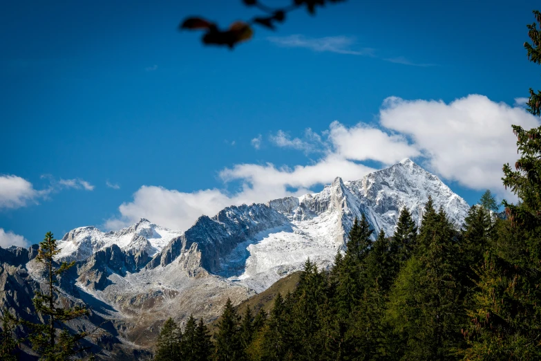 the snow capped mountain tops stand behind pine trees