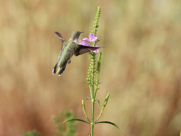 a humming bird flying towards a small flower