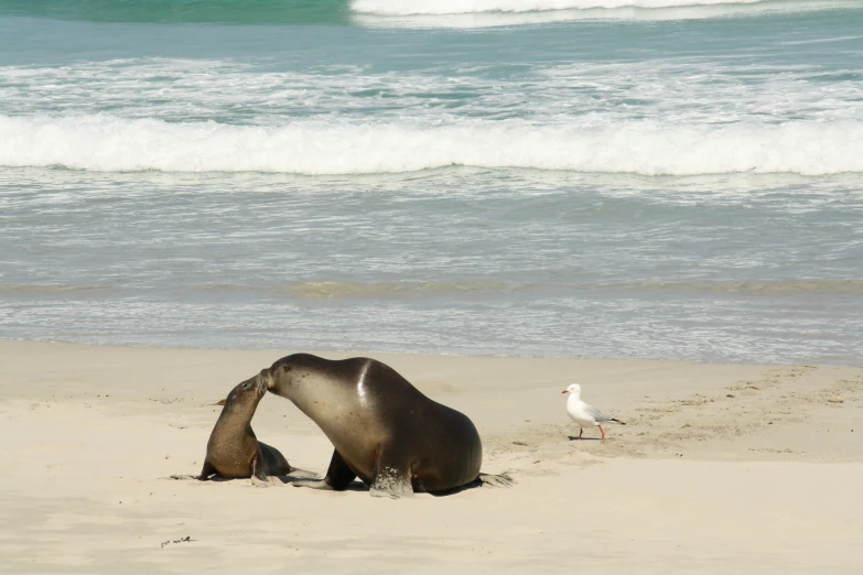 the elephant is on the beach near a bird