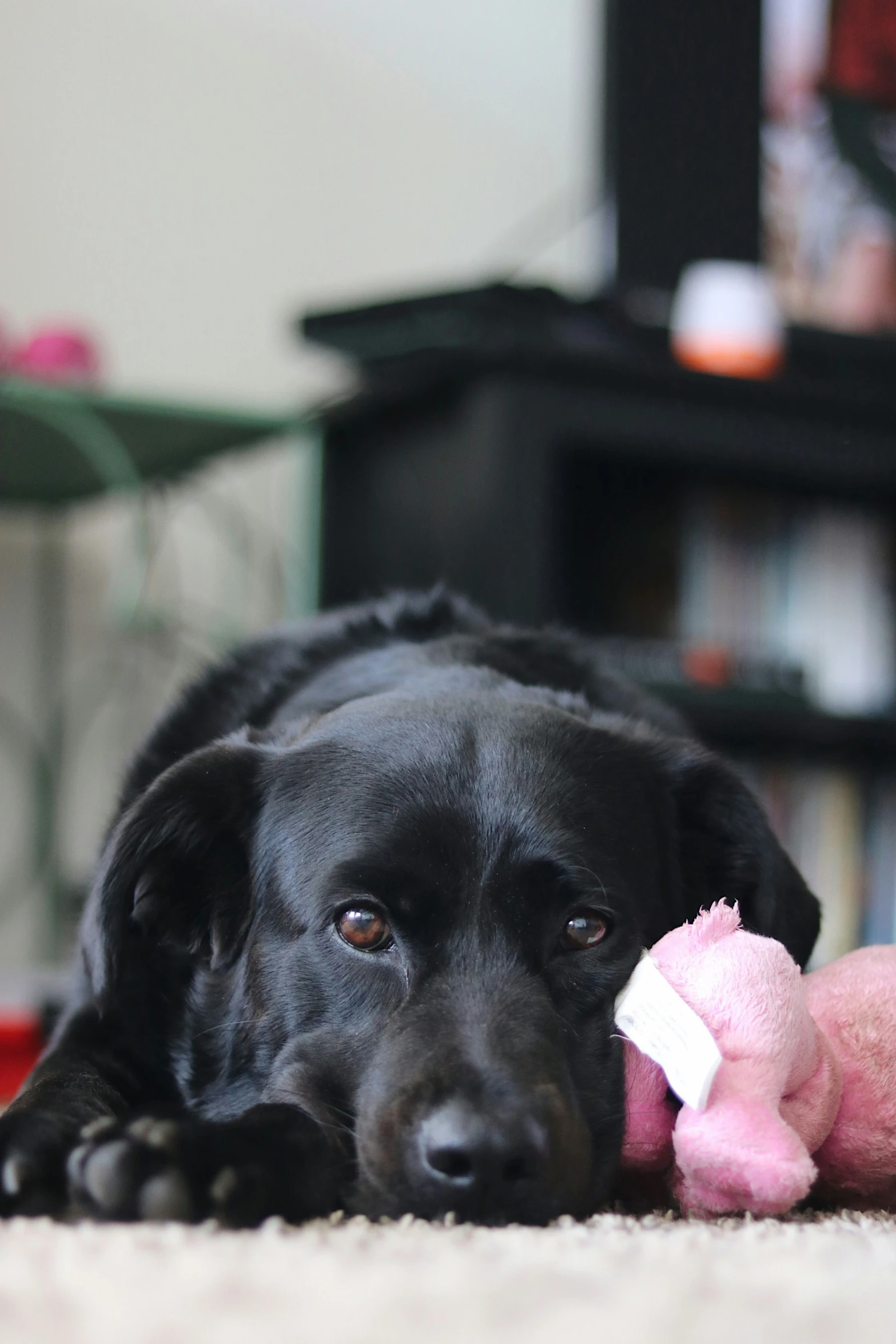 the dog is lying next to a small stuffed bear