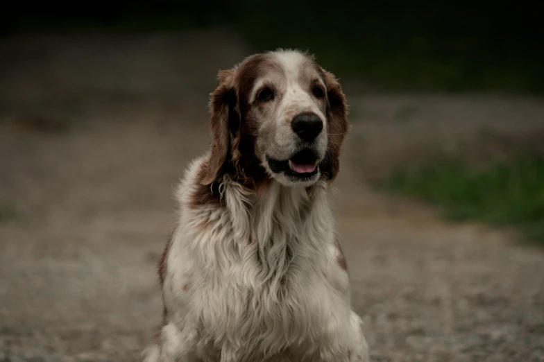 a dog that is sitting down on a road