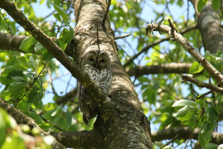 a bird perched in a tree near some leaves