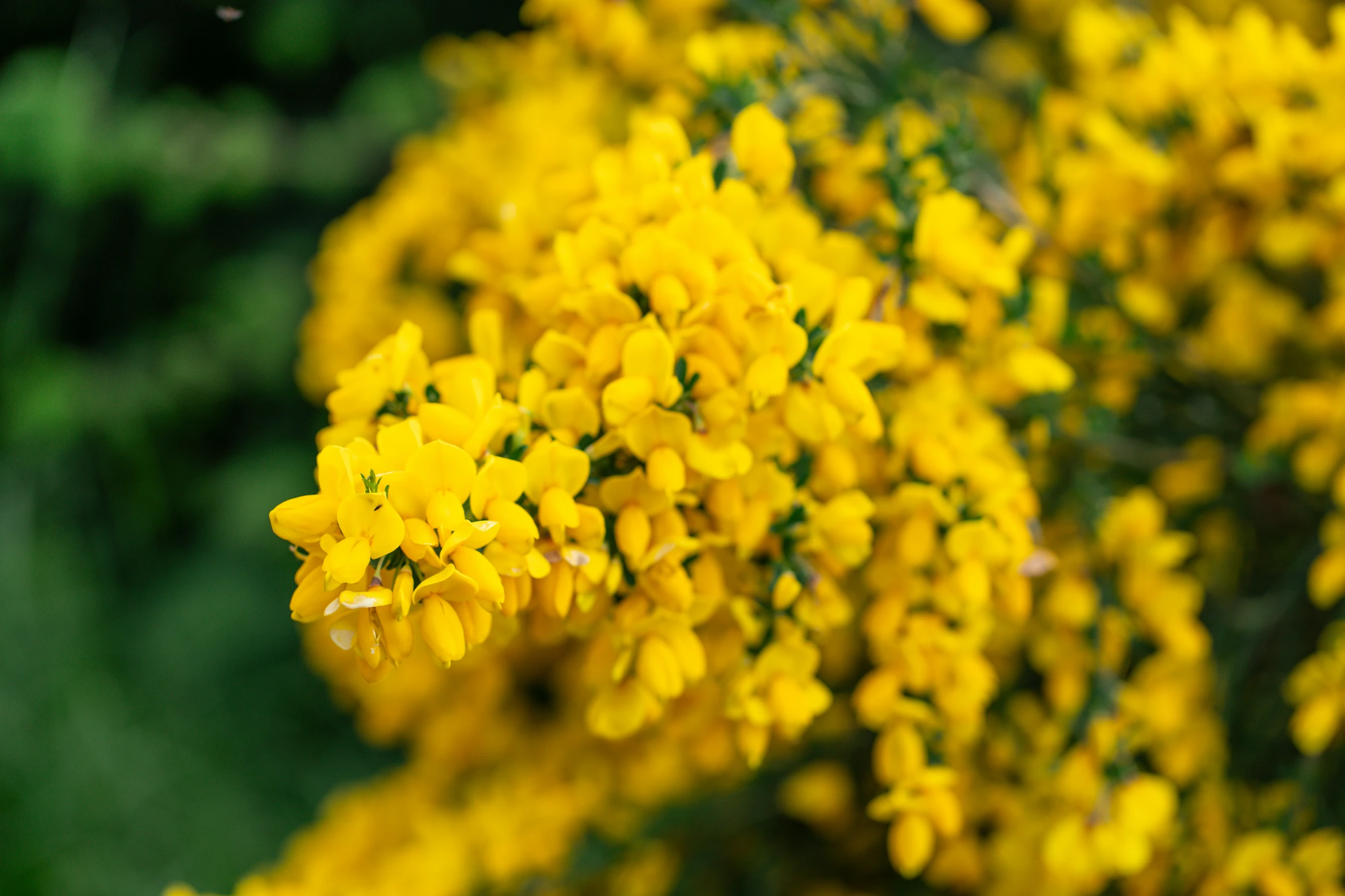 a field with yellow flowers that are very close