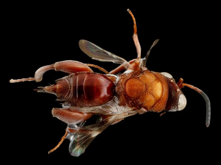 a fly insect with one eye open, looking to the side