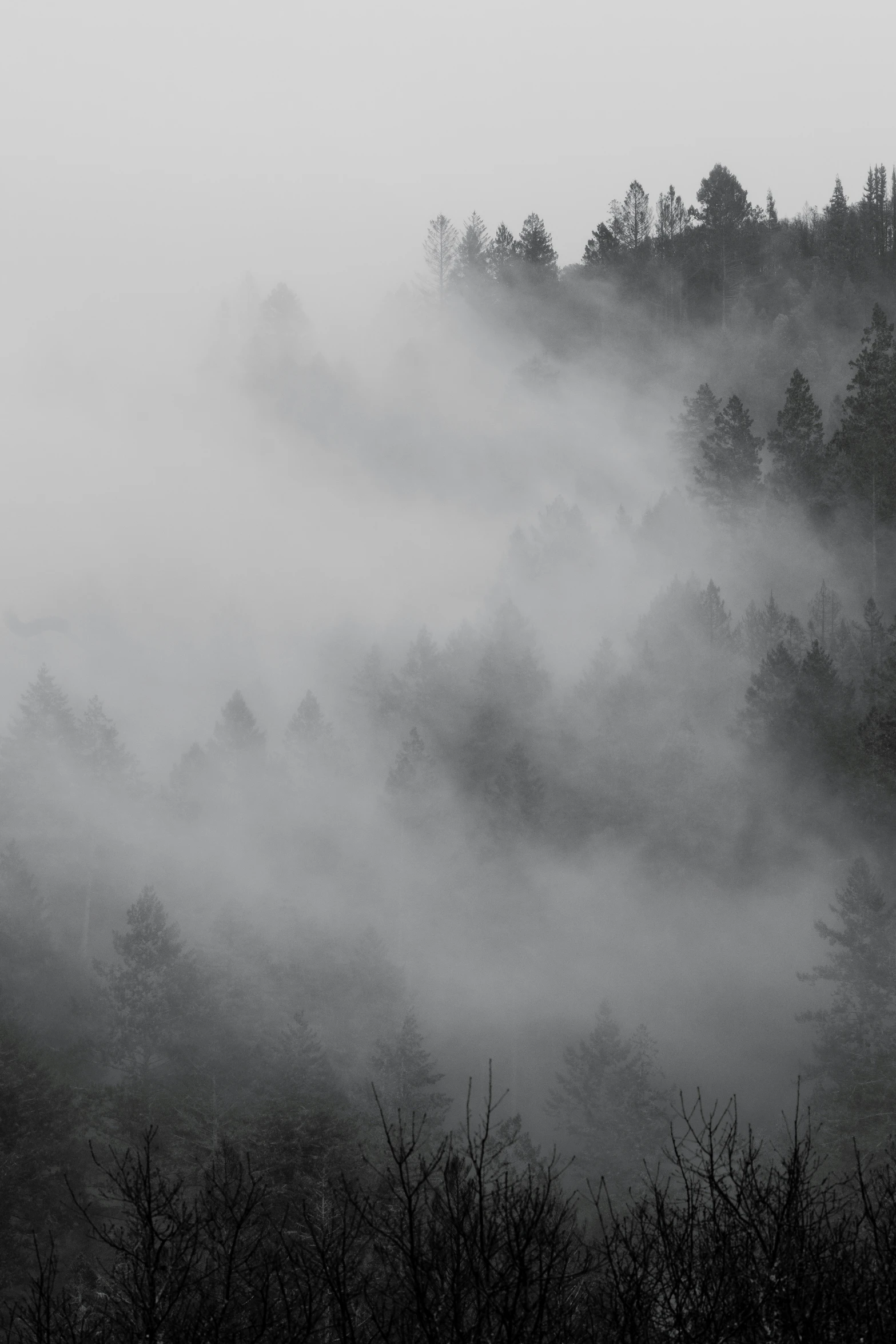 black and white image of fog in a forest