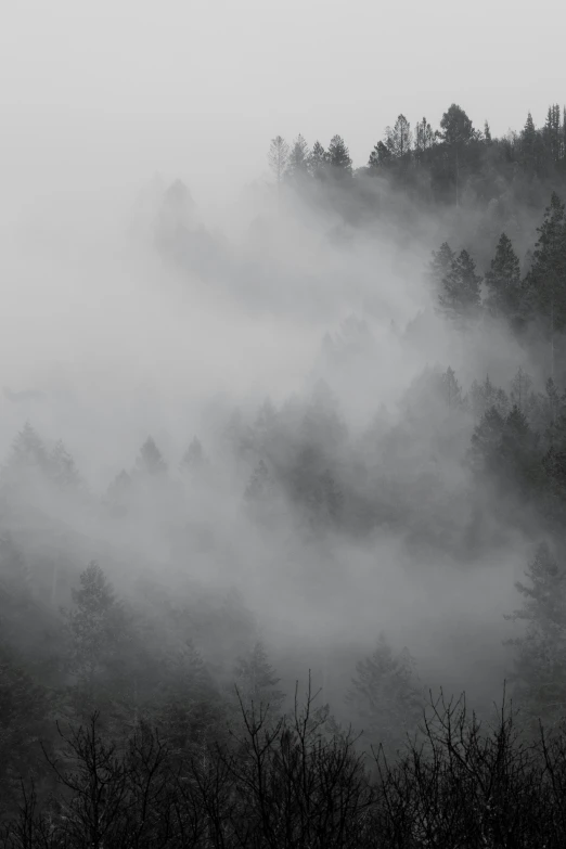 black and white image of fog in a forest