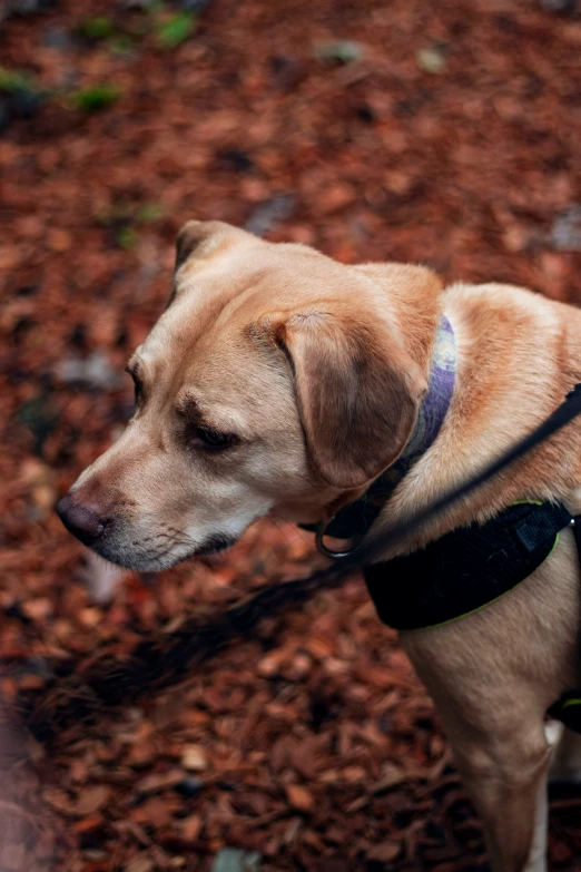 a dog with a harness on in the woods