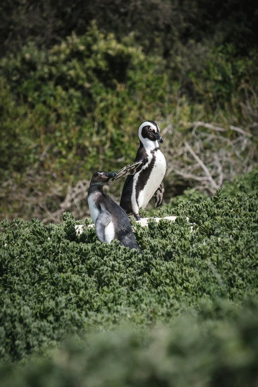 a couple of penguins walking through a lush green field