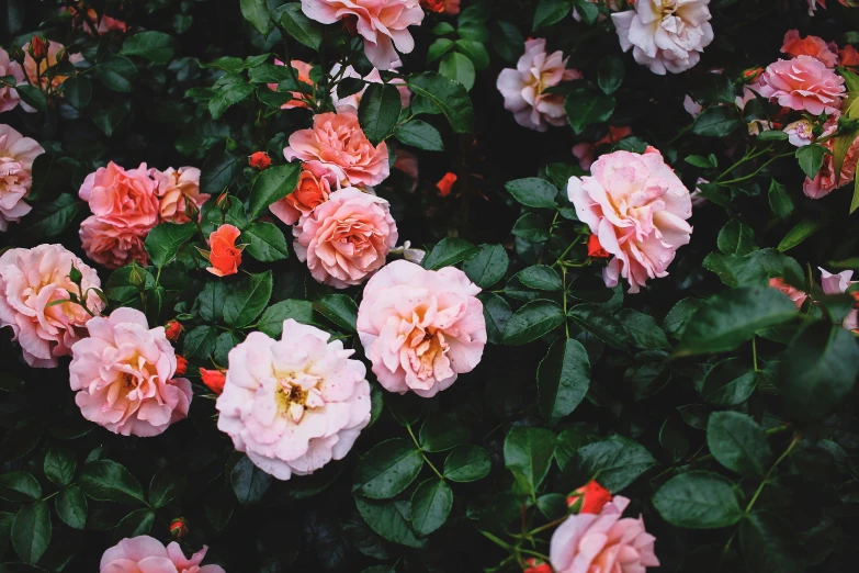 a field of pink flowers on top of green leaves