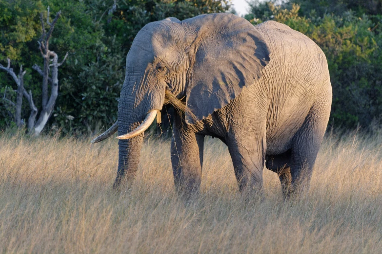 a single elephant walks through tall grass near trees