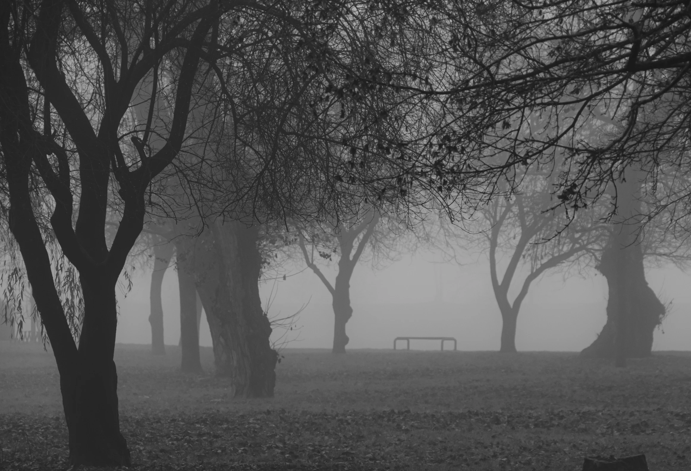 a field covered in fog and trees on a sunny day