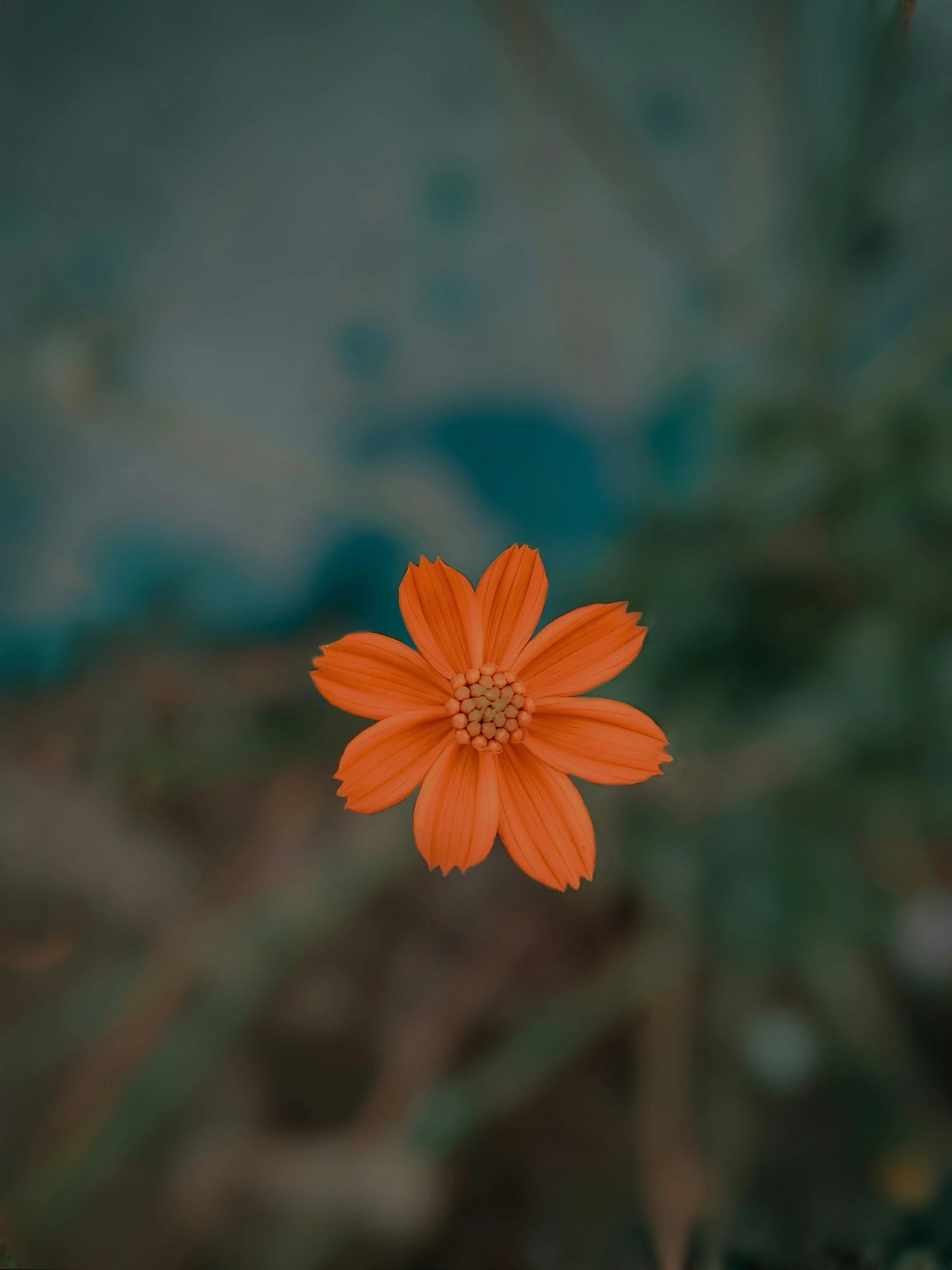 an orange flower sits in the middle of a green background