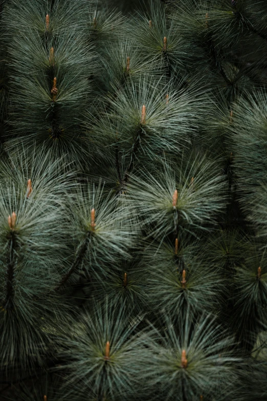 closeup view of an arrangement of pine needles