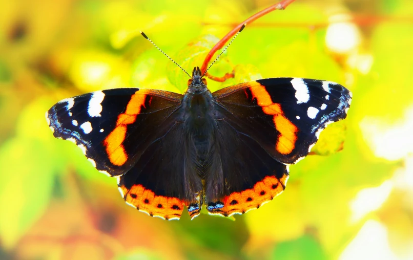 an orange, black and white erfly sitting on top of a leaf