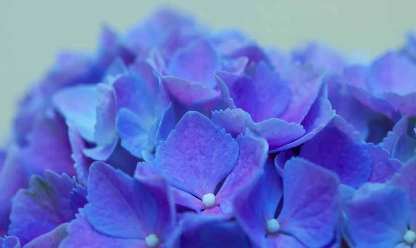 a closeup of the petals of a purple flower