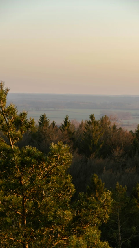 an airplane flying over trees at sunset