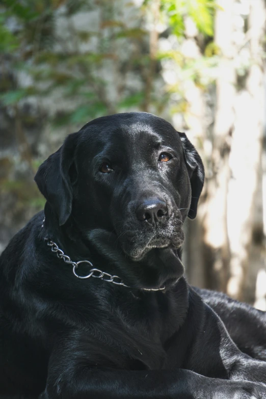 a close up of a black dog with a chain