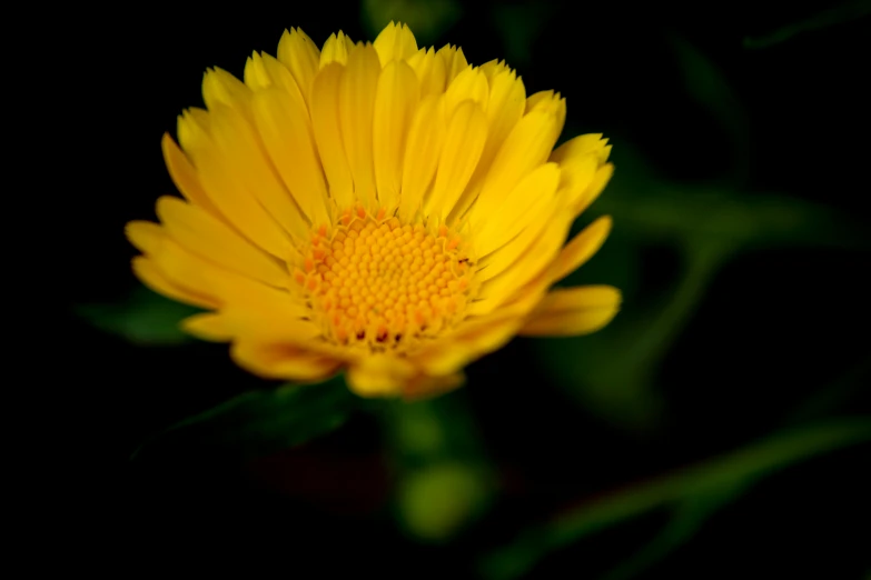 a yellow flower in the middle of the day