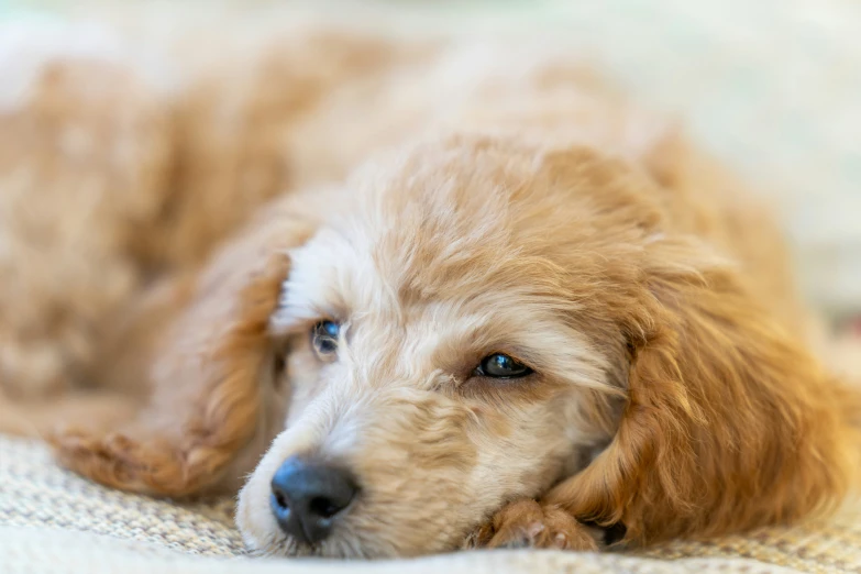 a brown dog laying down on a bed