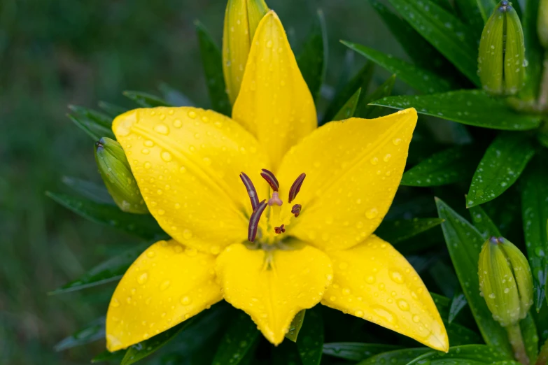 a large yellow flower is surrounded by green leaves