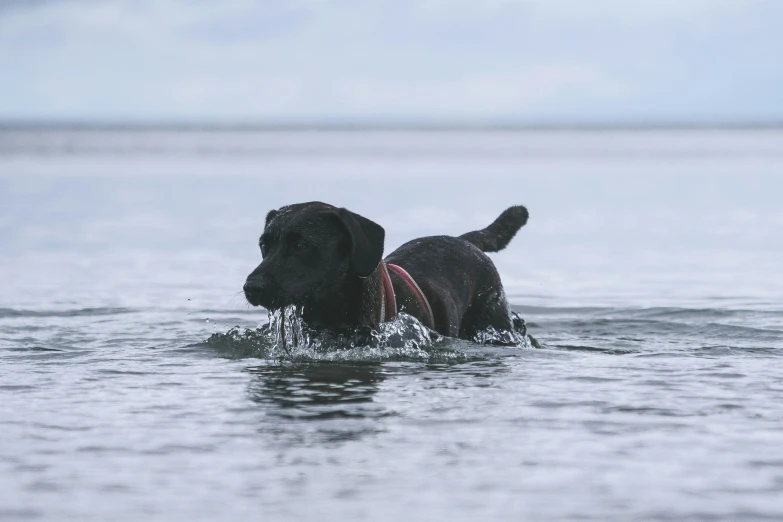 black dog on the water playing with a ball