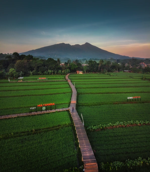 a scenic po of a pathway through the grass to the mountain