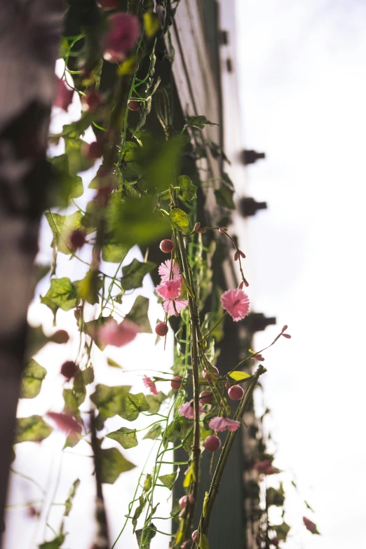 the vine has pink flowers growing from it