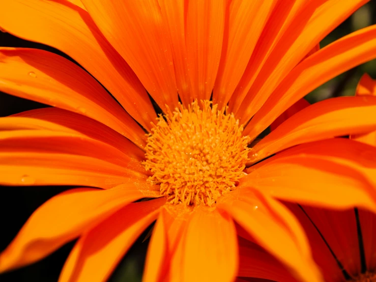 an orange daisy looking up at the center