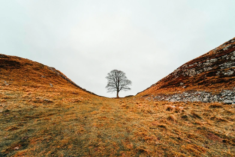 a lone tree is shown from an uphill hill