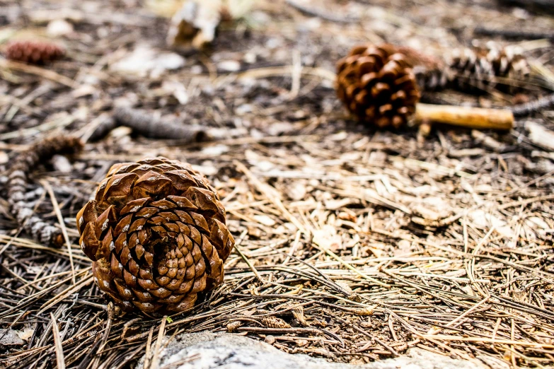 some pine cones that are laying on the ground