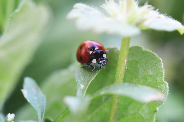 a lady bug is on the end of a leaf