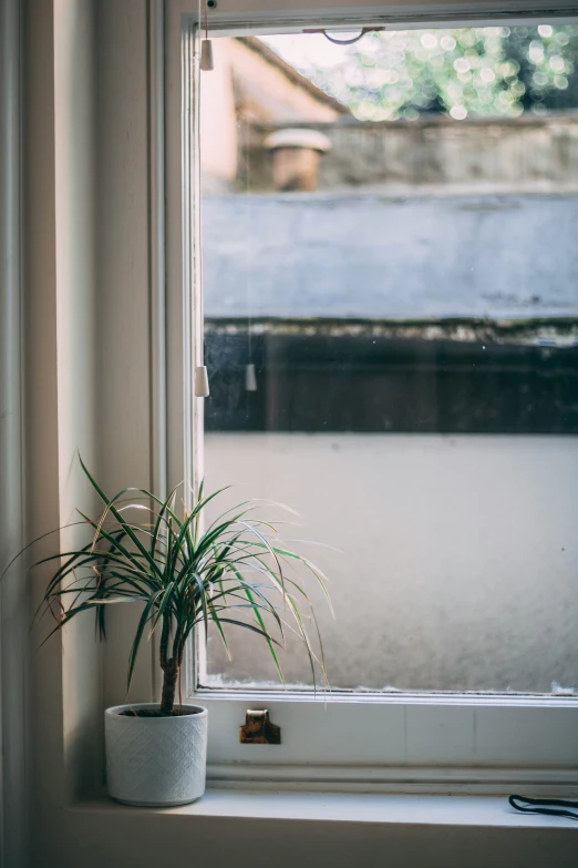 a houseplant in a white planter sits on a window sill