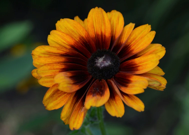 the center of a yellow and red flower