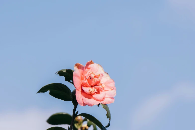 there is a pink flower with leaves on it