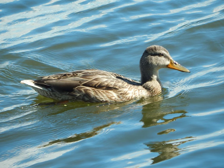 a duck is floating across the water