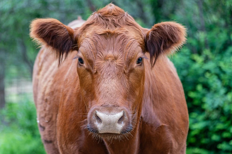a closeup picture of a brown cow
