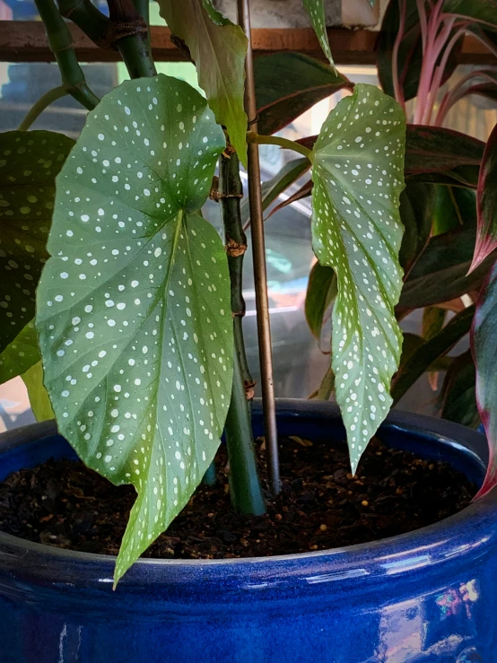 a close up of a plant with lots of leaves