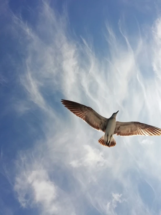 a single seagull flying through the air against a cloudy sky