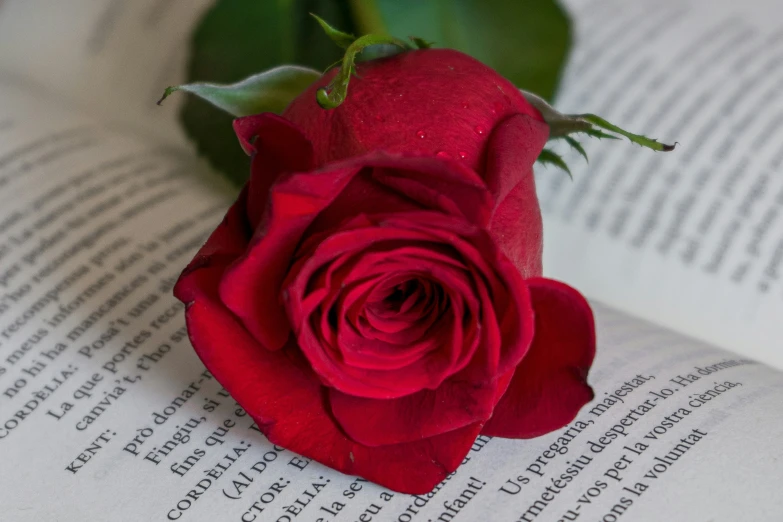 a rose sitting on top of an open book