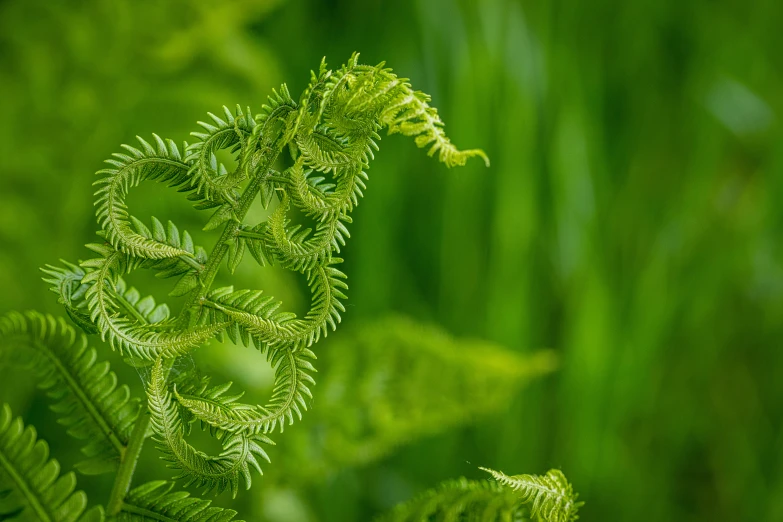 an extreme close up s of the leaves of a plant