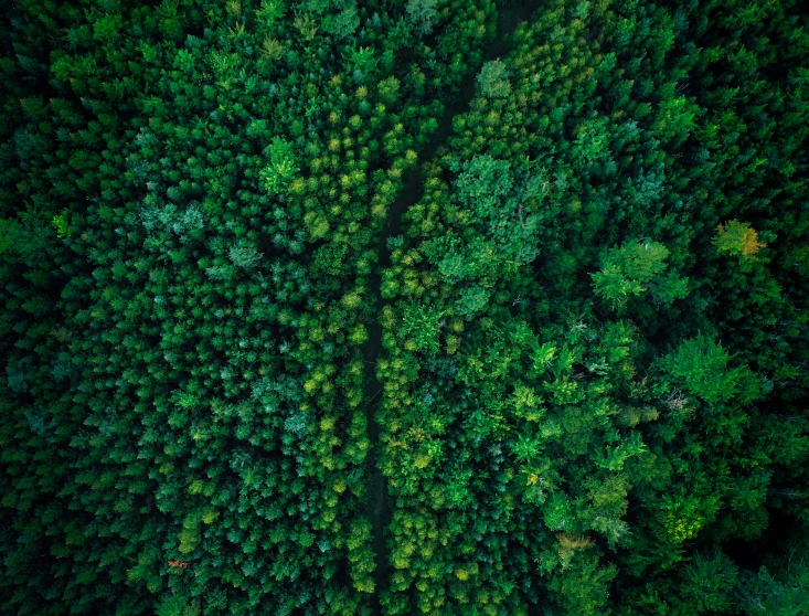an overhead view of trees and the sky